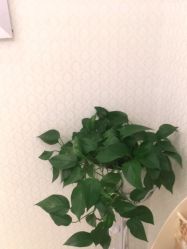 点击看大图 -昆明梦想医疗美容医院