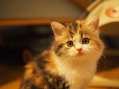 -宠物星动物医院·眼科·异宠·猫科(江南大道总院)