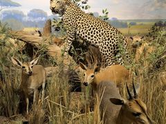 -陕西自然博物馆