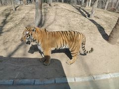 -北京野生动物园