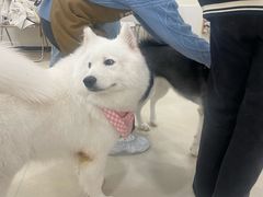 -共舞时光猫咖·狗咖(新街口店)