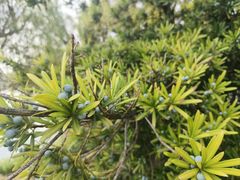 -八大山人梅湖景区