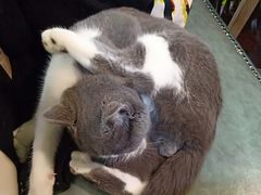 -李小姐の猫咖啡馆(五角场店)