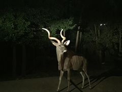 -清迈夜间动物园