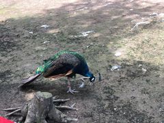 -哈尔滨北方森林动物园