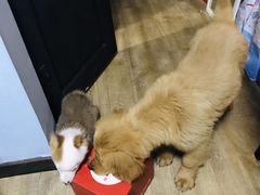 -爱侣宠医·鹦鹉专科·小型哺乳类·异宠专科(灵石路店)