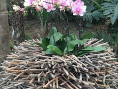 兰花展7/9-沈阳植物园