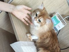 -北京观赏动物医院·24小时大型综合·猫专科·异宠专科