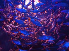 -成都浩海立方海洋公园