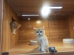 -猫十亿·布偶金渐层·曼基康矮脚猫舍(青年路店)