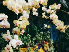 -花之城