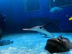 -太平洋海底世界