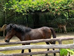 -海南热带野生动植物园