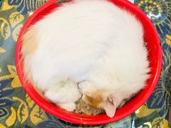 -平行世界·猫咖(首经贸店)