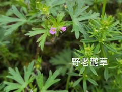 -洋湖国家湿地公园