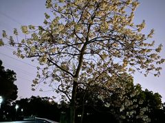 -金鸡山公园
