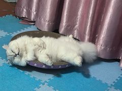 -PETKIT小佩宠物·低压洗护(国顺东路店)