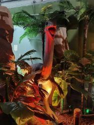 -恐龙探索乐园(磁器口店)