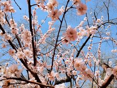 -桃花堤公园