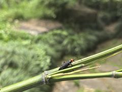 -黄公望隐居地