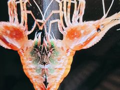 -和创柚子·会席日本料理(新区淮海街店)