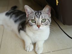 -猫大福·Fortune Cat猫舍(百子湾店)