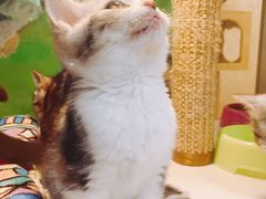 -李小姐の猫咖啡馆(五角场店)