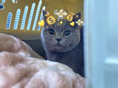 -伟伟宠物医院·CT影像中心·瑞派犬猫综合性门诊(汉口总院)