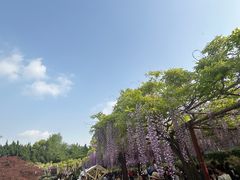 -嘉定紫藤园