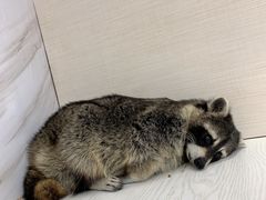 -浣熊柯尔鸭土拨鼠·电玩咖
