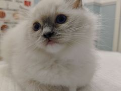 -纳吉亚猫专科动物医院·北北分院