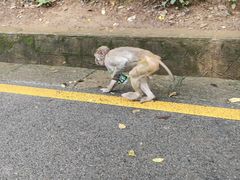 -黔灵山公园