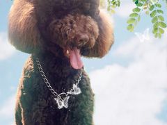 -同銮特种养殖场·龙虾垂钓