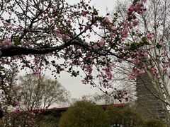 -红梅公园