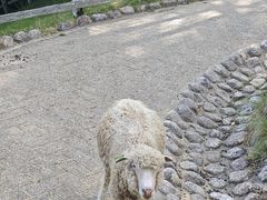 -神户市立六甲山牧场