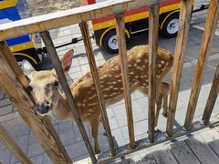 -北京鹿世界主题园