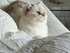 -喵zoo家庭繁育猫舍(尖东智能花园店)
