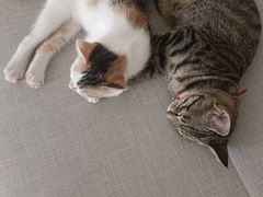 -宠瑞康动物医院