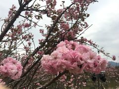 -天适樱花悠乐园