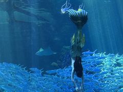 -哈尔滨波塞冬海底世界