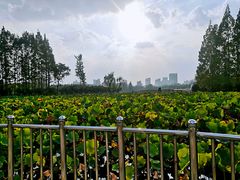 -黄兴公园