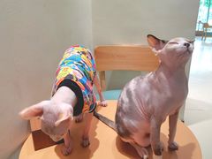 -藏猫猫咖啡主题馆(中央大道店)