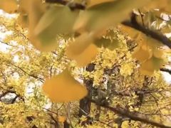 -中山大学附属第五医院