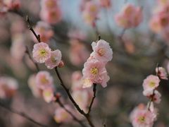 -梅花山(明孝陵内)