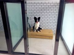-趣玩宠物乐园寄养训犬训狗游泳池