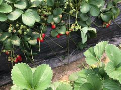 -胜丰草莓采摘园