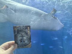 -洛阳龙门海洋馆