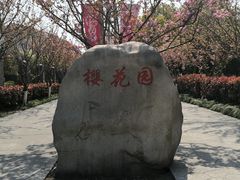 -高东镇樱花园
