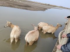 -宁波杭州湾国家湿地公园