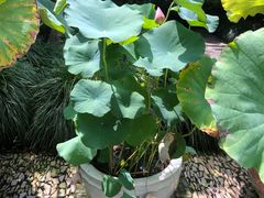 -东山雕花楼